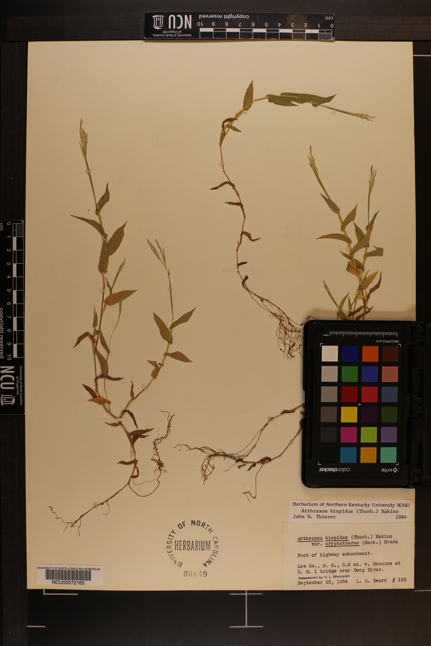 Arthraxon hispidus var. hispidus image