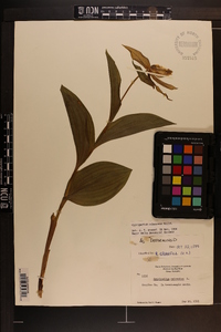 Cypripedium parviflorum var. pubescens image