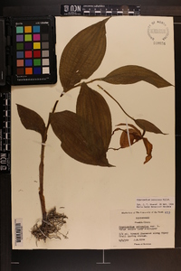 Cypripedium parviflorum var. pubescens image