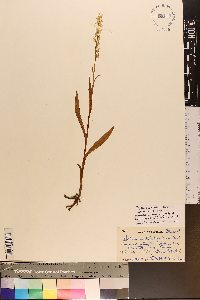 Platanthera dilatata image