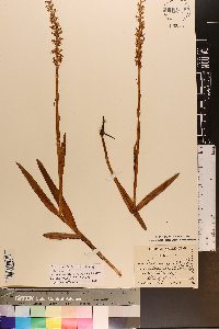 Platanthera dilatata image