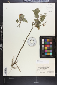 Solanum ptychanthum image