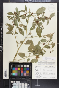 Solanum ptychanthum image