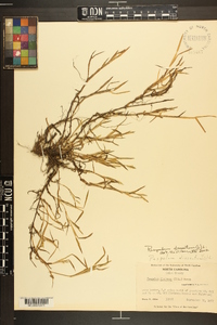 Paspalum dissectum image