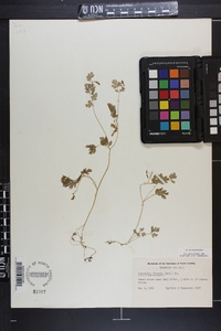 Corydalis flavula image