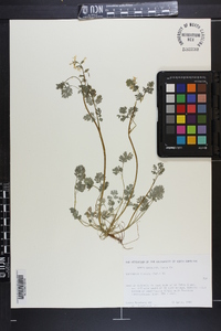 Corydalis flavula image