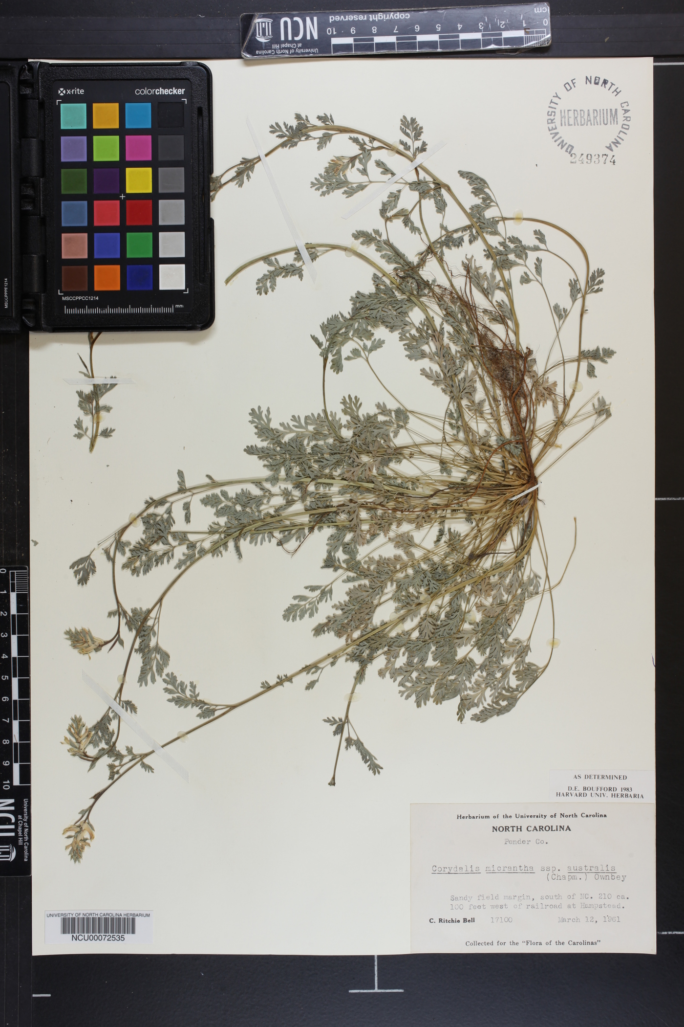 Corydalis halei image