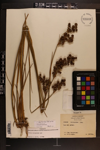 Juncus scirpoides var. compositus image