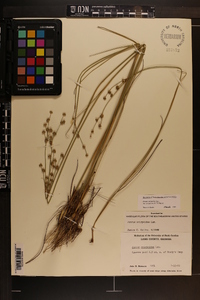 Juncus scirpoides var. compositus image