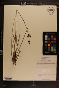 Juncus scirpoides image