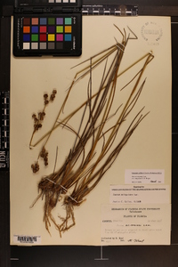 Juncus scirpoides image