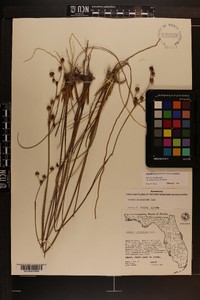 Juncus scirpoides image