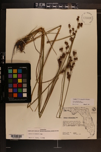 Juncus scirpoides image