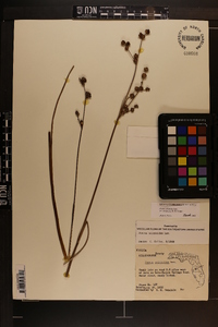 Juncus scirpoides image