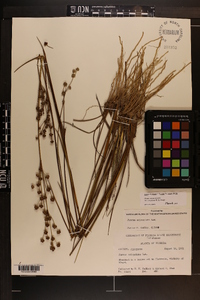 Juncus scirpoides image