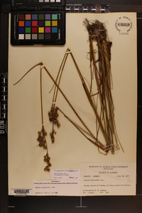 Juncus scirpoides image