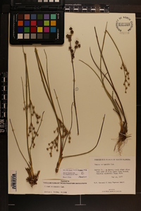 Juncus scirpoides image