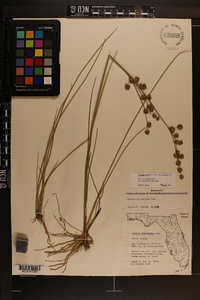 Juncus scirpoides image