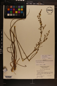 Juncus scirpoides image