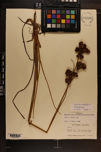 Juncus scirpoides image