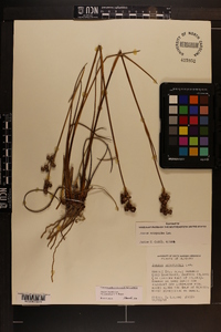 Juncus scirpoides image