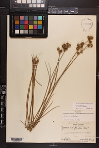 Juncus scirpoides image