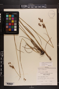 Juncus scirpoides var. compositus image