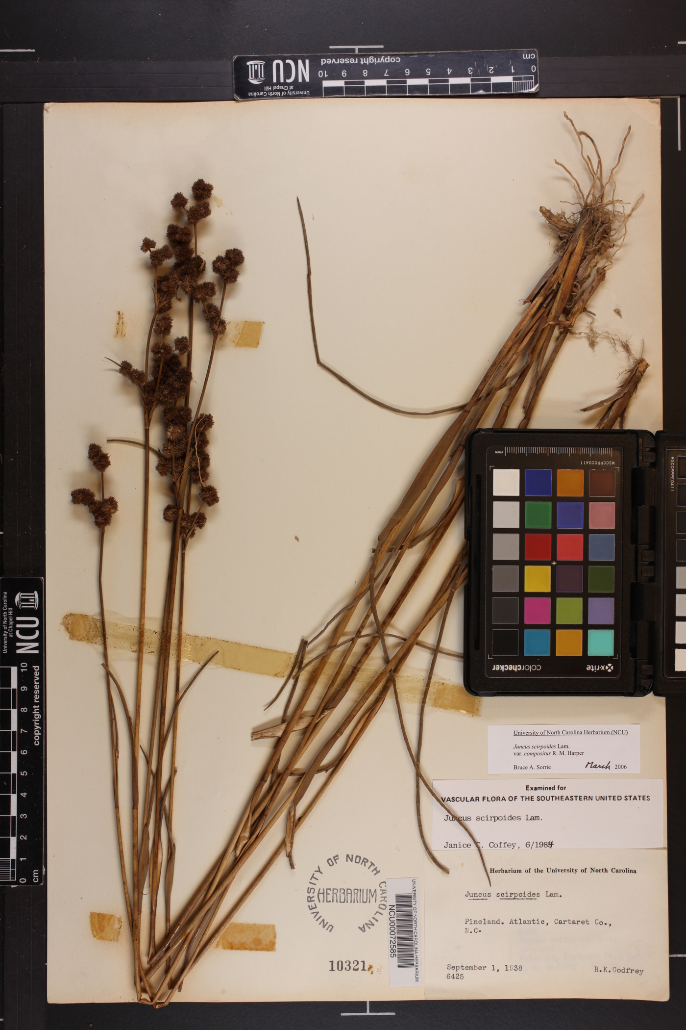 Juncus scirpoides var. compositus image