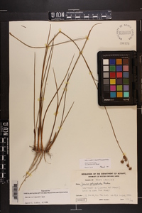 Juncus scirpoides image