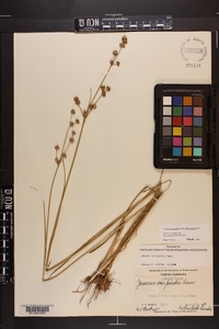 Juncus scirpoides image