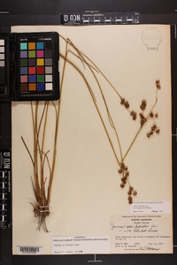 Juncus scirpoides image