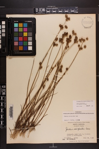 Juncus scirpoides image