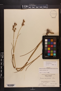 Juncus scirpoides image