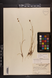 Juncus scirpoides var. compositus image