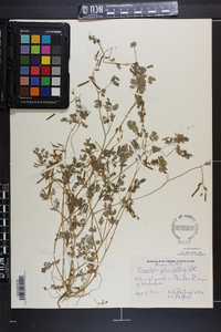 Corydalis flavula image