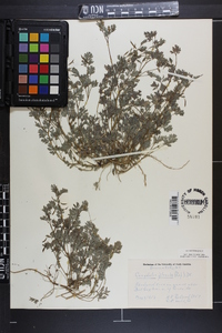 Corydalis flavula image