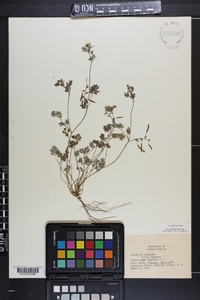 Corydalis flavula image