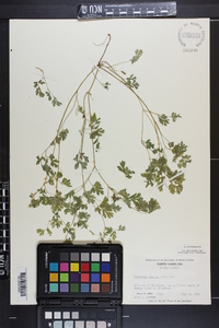 Corydalis flavula image