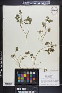 Corydalis flavula image