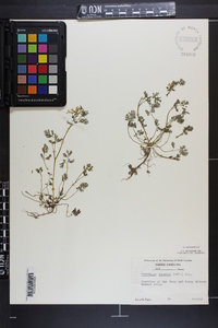 Corydalis flavula image