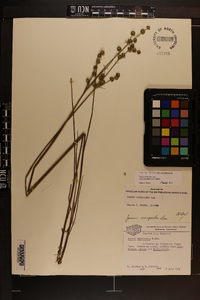 Juncus scirpoides image