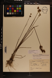 Juncus scirpoides var. compositus image