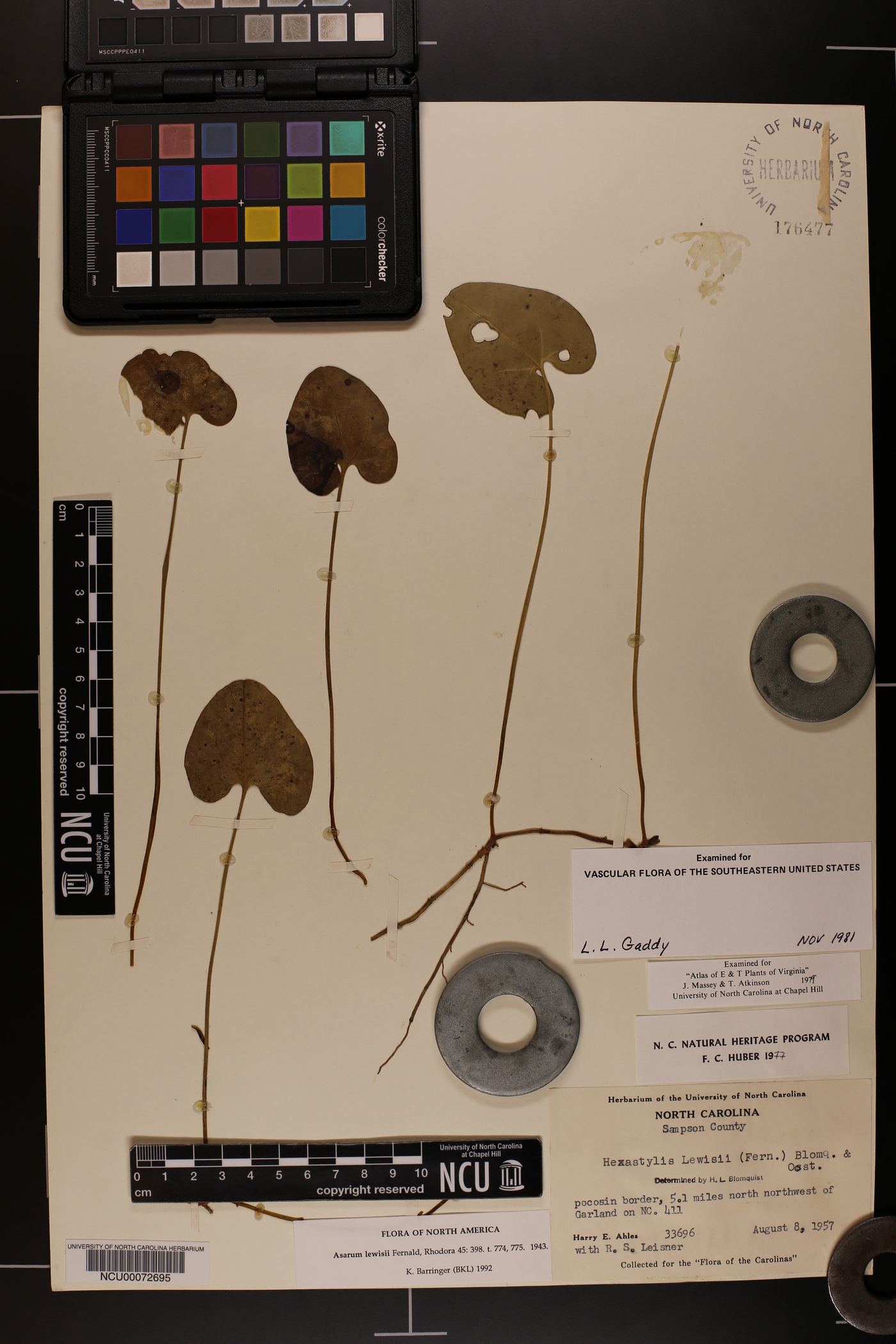 Hexastylis lewisii image