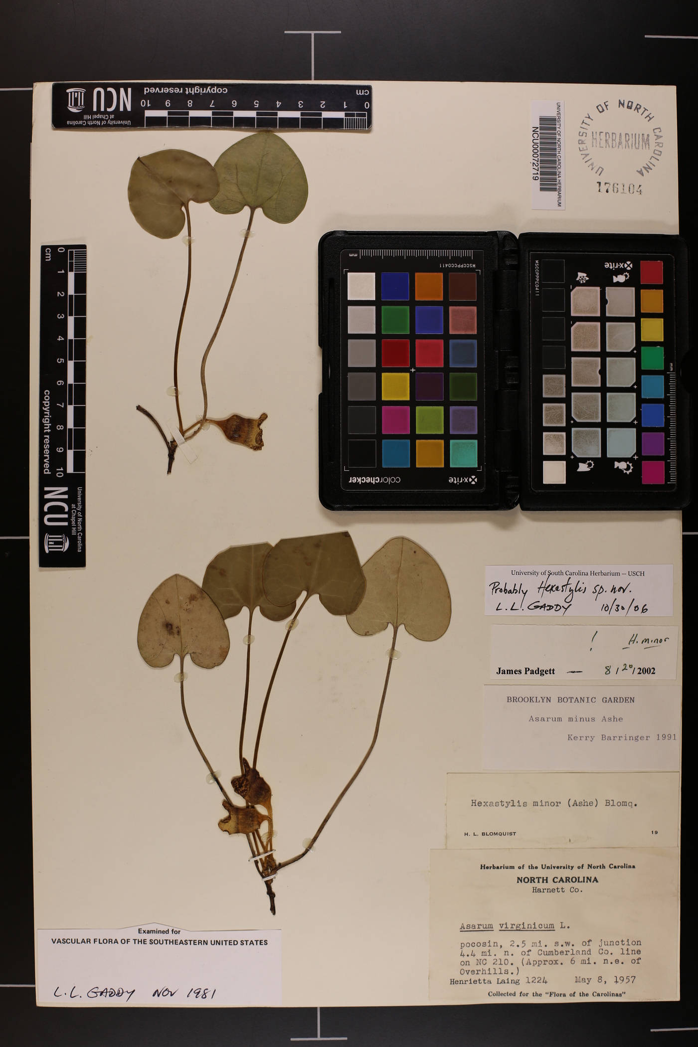 Hexastylis sorriei image