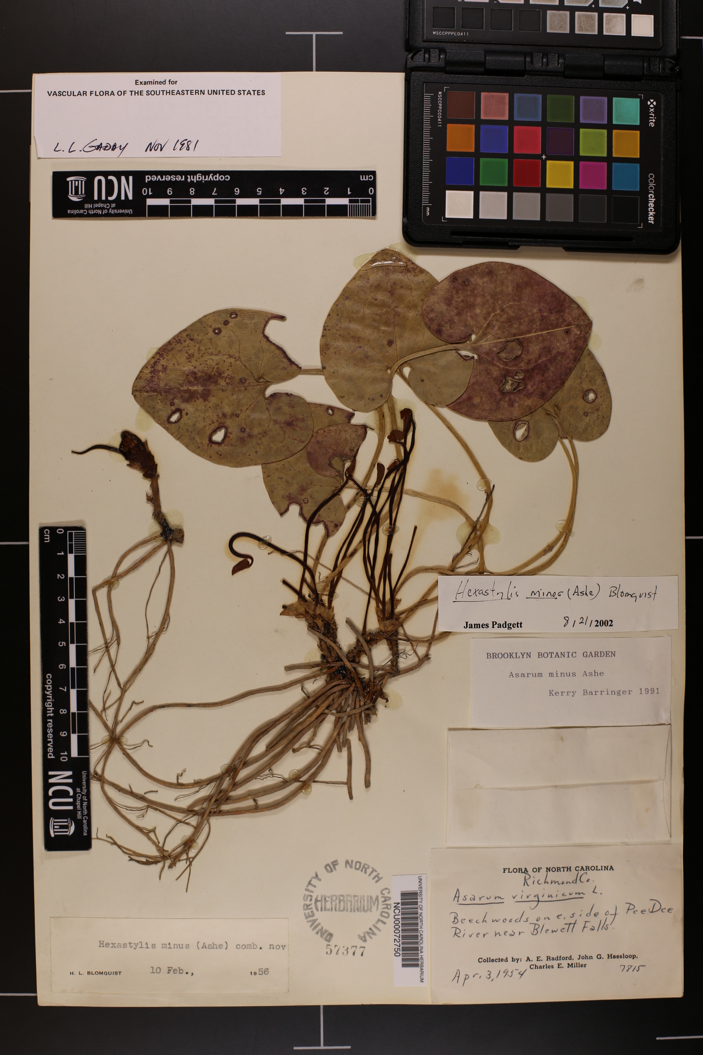 Hexastylis minor image