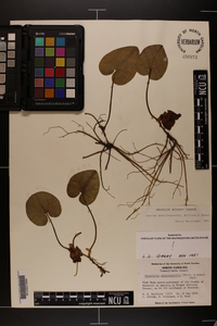 Hexastylis shuttleworthii image