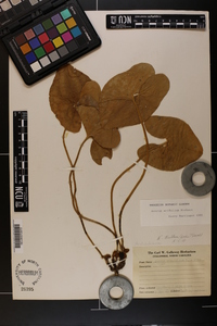 Hexastylis arifolia var. ruthii image