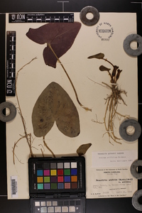 Hexastylis arifolia var. arifolia image