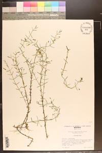 Gratiola ramosa image