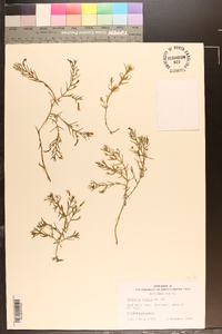 Gratiola ramosa image